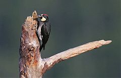 Acorn Woodpecker